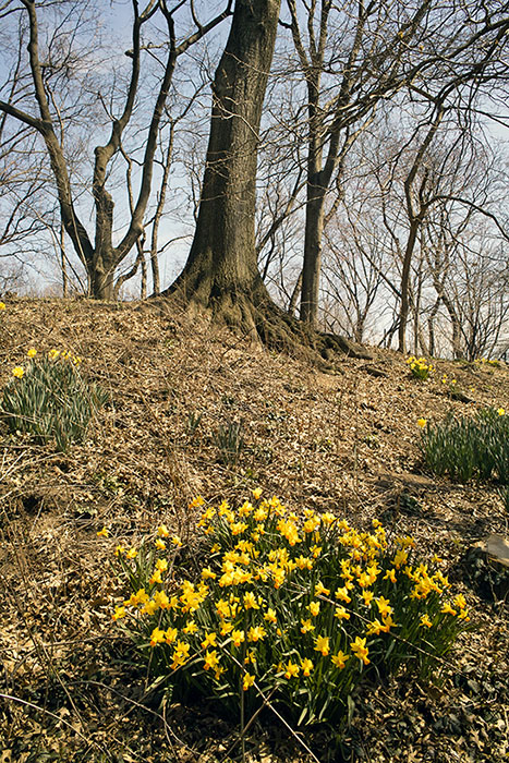 daffodils